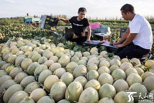 甜瓜爆料炮台视频下载安装,轻松获取热门内容 第2张 甜瓜爆料炮台视频下载安装,轻松获取热门内容 第2张